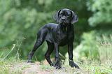 CANE CORSO 1147